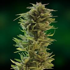 Amnesia Lemon X10