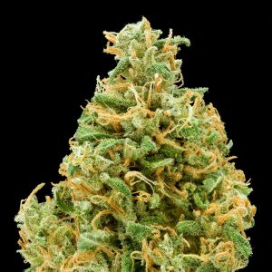 (Auto) Big Bang