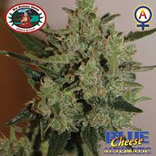 (Auto) Blue Cheese x10