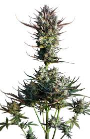 (Auto) Blueberry x7