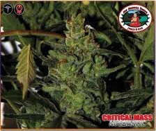 (Auto) Critical Mass