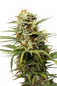 (Auto) White Widow x7