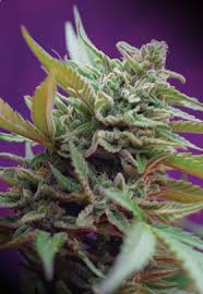 (Auto) Black Jack