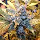 Blue Cheese X10