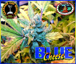 Blue Cheese x10