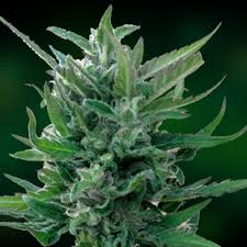 (Auto) Blue Mammoth x5