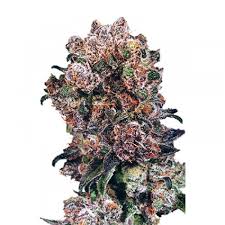 Blueberry x10