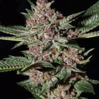 Bubbah Kush x10