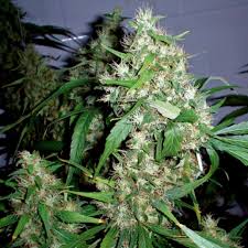 (Auto) Critical Rapido x5