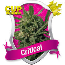 Critical