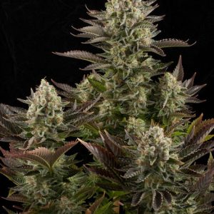 White Widow