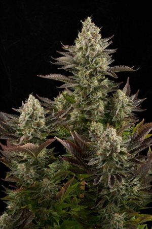 White Widow