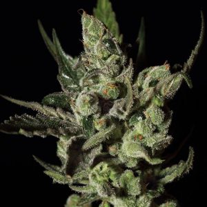 Exodus Cheese
