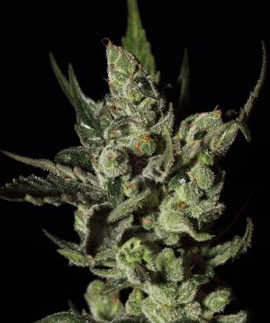 Exodus Cheese