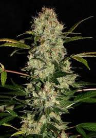 Jack Herer
