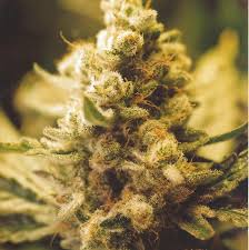 Lemon Kush x10