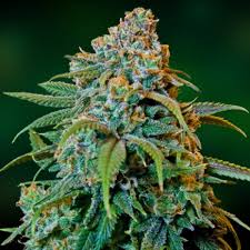 Liberty Haze x10