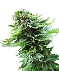 (Auto) Northern Lights