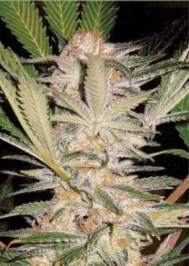 S.A.D (Sweet Afghani Delicious)