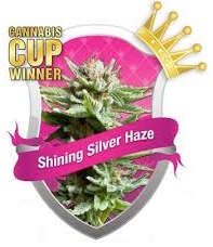 Shining Silver Haze