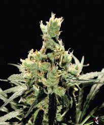 Super Lemon Haze x10