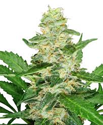 (Auto) Super Skunk