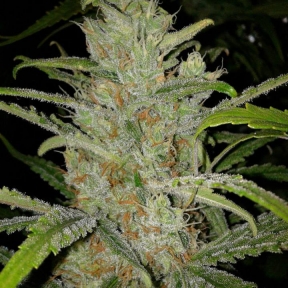  White Grapefruit x5