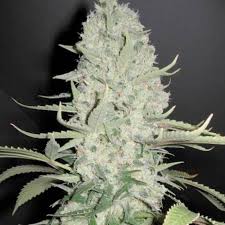 White Widow x Big Bud x10