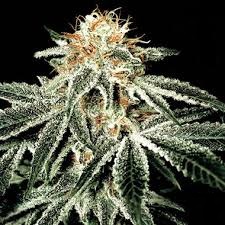 White Widow x10