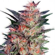 White Widow x10