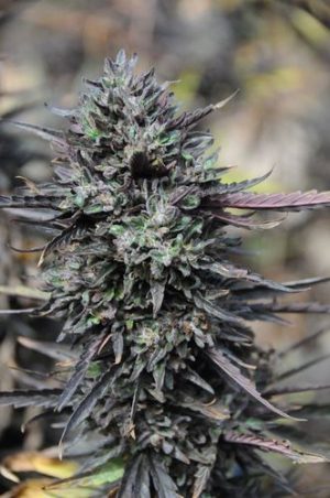 Purple Trainwreck x10