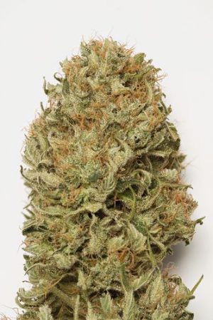 (Auto) Blue Dream