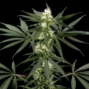 Super Silver Haze x10
