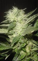 White Rhino x5