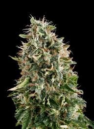 White Siberian