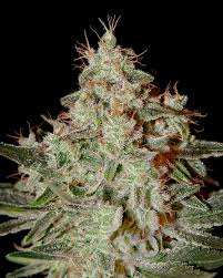 Lemon Skunk x10
