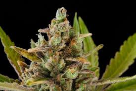 Critical Kush x10