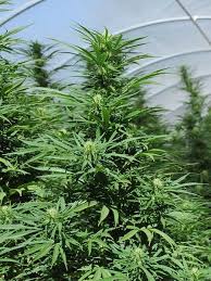 Green Crack x10