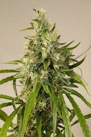 Trainwreck x10