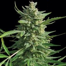 Critical Kush x10