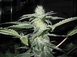 Sharksbreath x6