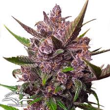 Blueberry Kush (Auto) x7