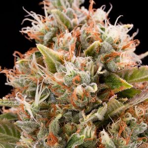 Chemdawg x10