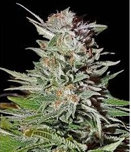 (Auto) Super Lemon Haze x10