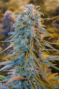 Blue Dream x5