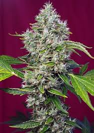 San Fernando Lemon Kush x5