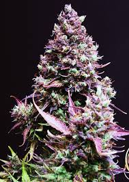 (Auto) Cream Caramel