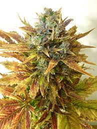 (Auto) Buddha Haze x10