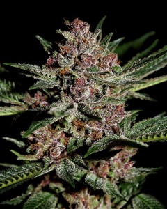 Bubble Kush x10