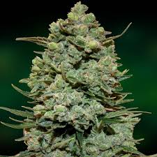 Cookies Kush x10